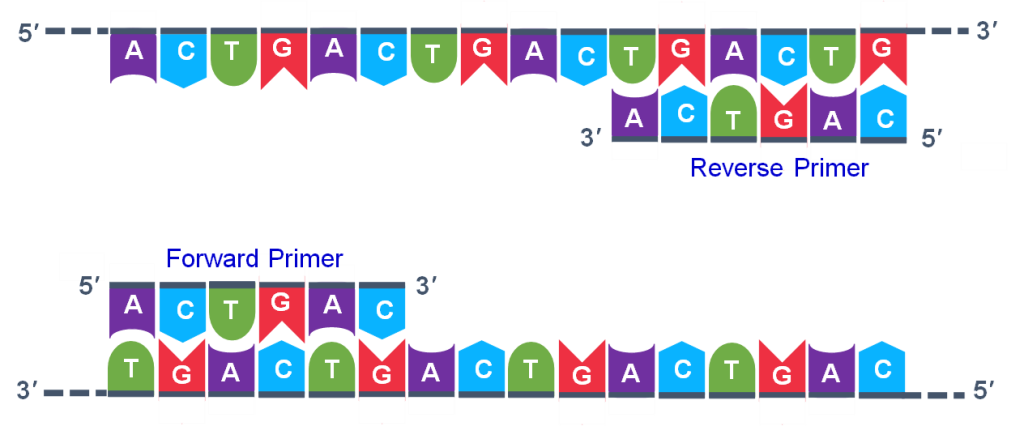 The top annealed strands contain a full line of nucleotides on the top row and only the reverse primer on the bottom. The bottom contains a full line of nucleotides on the bottom row and only the forward primer on the top.
