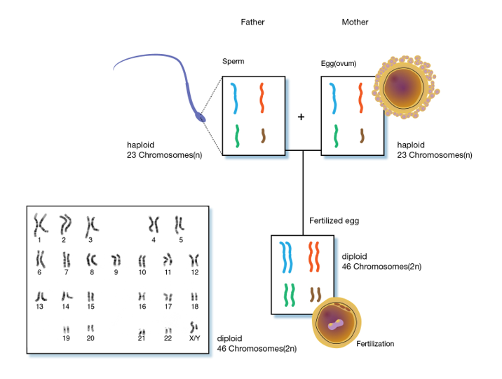 A diagram of sexual reproduction in cells. A sperm haploid and an egg haploid each with 23 chromosomes are joined to create a fertilized egg with 46 chromosomes in pairs.