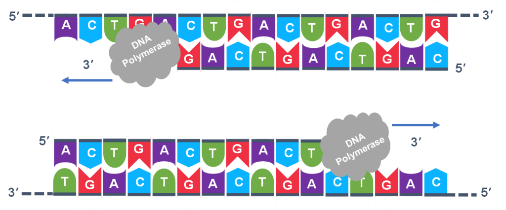 Two lines of DNA are shown, with DNA Polymerase obscuring how far the end of the bottom and top lines go.