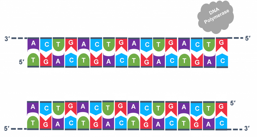 Two double stranded DNA are shown, with DNA polymerase outside of the strands.