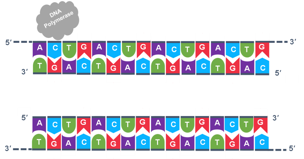 Two double stranded DNA are shown, with DNA polymerase outside of the strands.