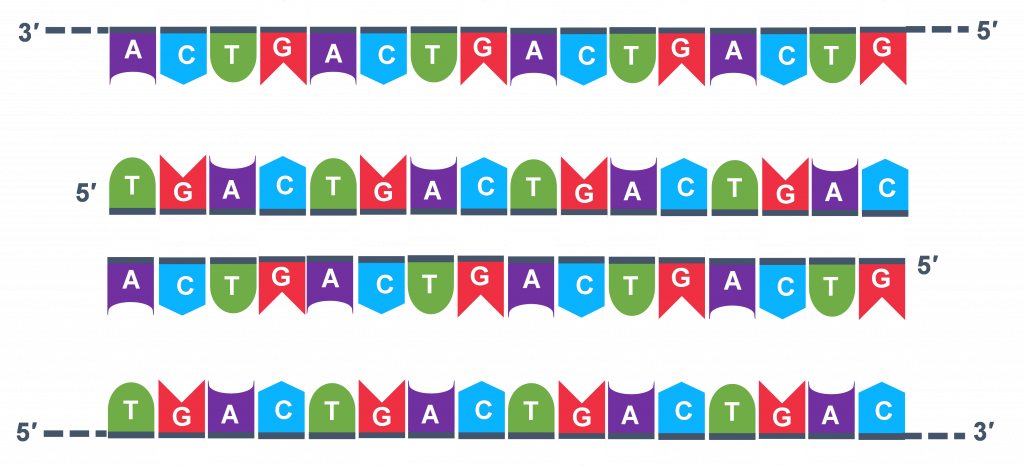 Two double stranded DNA are broken into single strands.