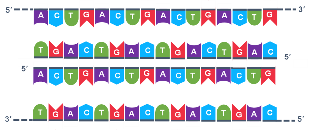 Two double stranded DNA are denatured and separated into single strands.