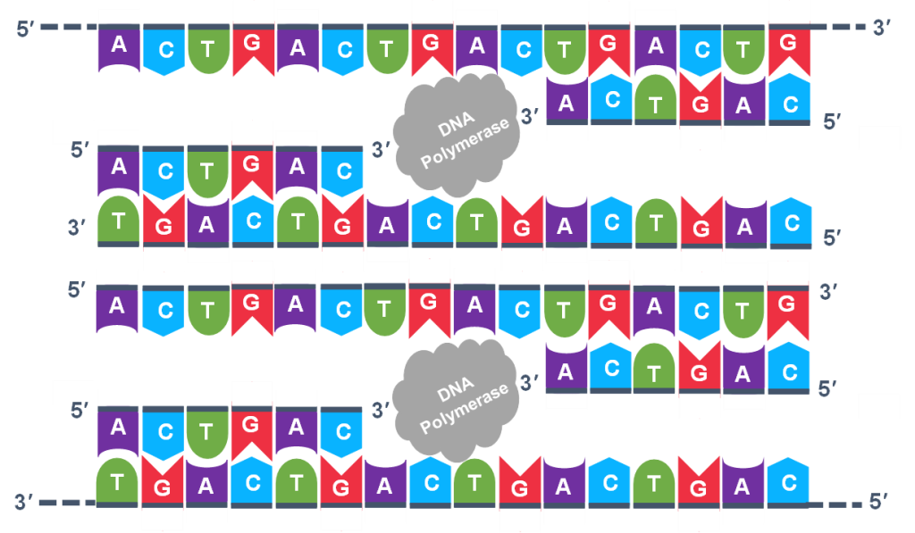 Four lines of DNA are shown, with DNA polymerase between them.
