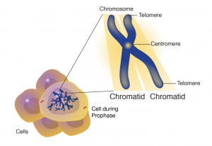 Zooming into a cell to see the components of a chromosome. The tips are the telomeres. The center, waist of the chromosome is the centromere, and each half is a chromatid.