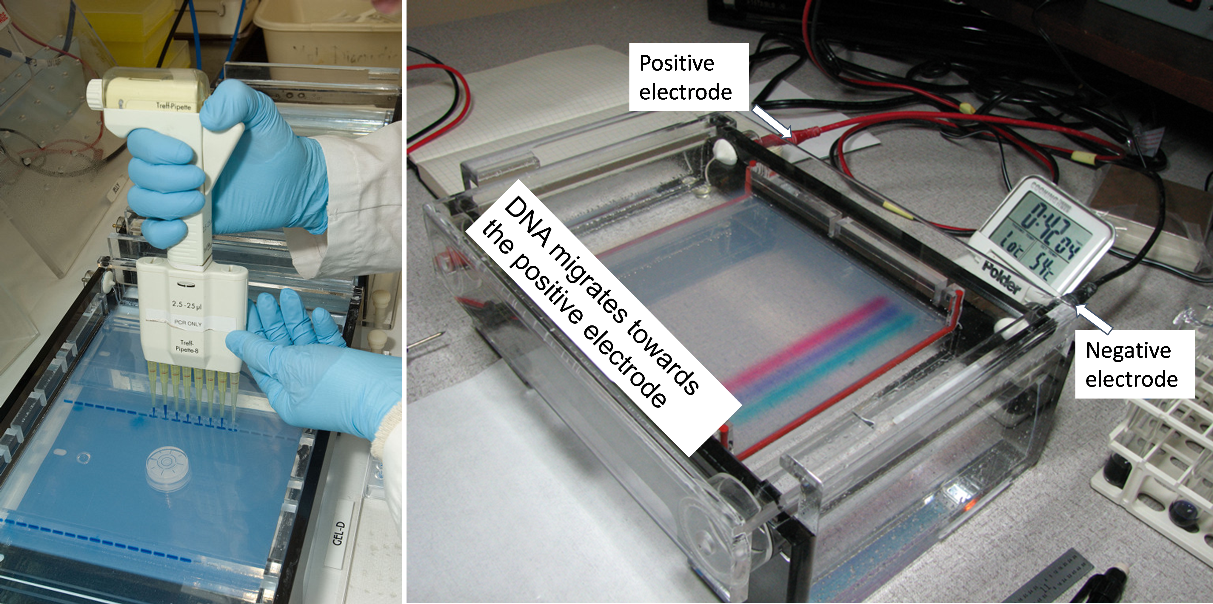 Two photos. In the first, a person wearing gloves and lab coat uses a pipette machine to drop samples into a blue gel. On the right, a machine processes the samples.