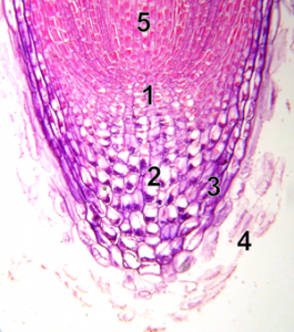 A tip of a plant root, labeled.