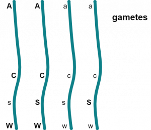 Once the double crossover is complete, the gametes produced include one fully recessive and one fully dominant.