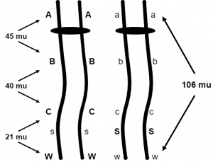 between the A and w along the line of the gametes, 106 mu is labeled.