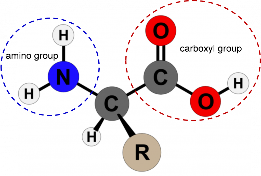 A depiction of an amino acid with the common atoms (amino and carboxyl groups) circled.