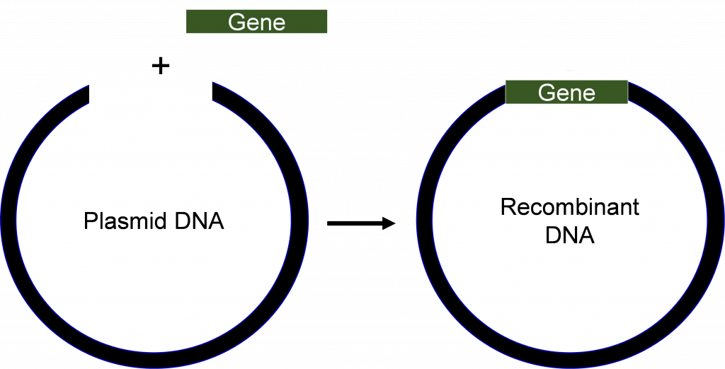 A gene slots into a plasmid DNA to create recombinant DNA.