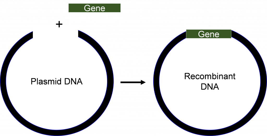 E. coli is generally used in gene cloning because