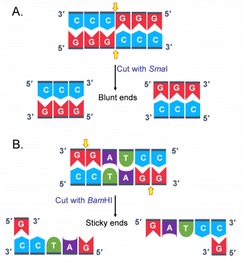 Recombinant DNA Technology – Genetics, Agriculture, and Biotechnology