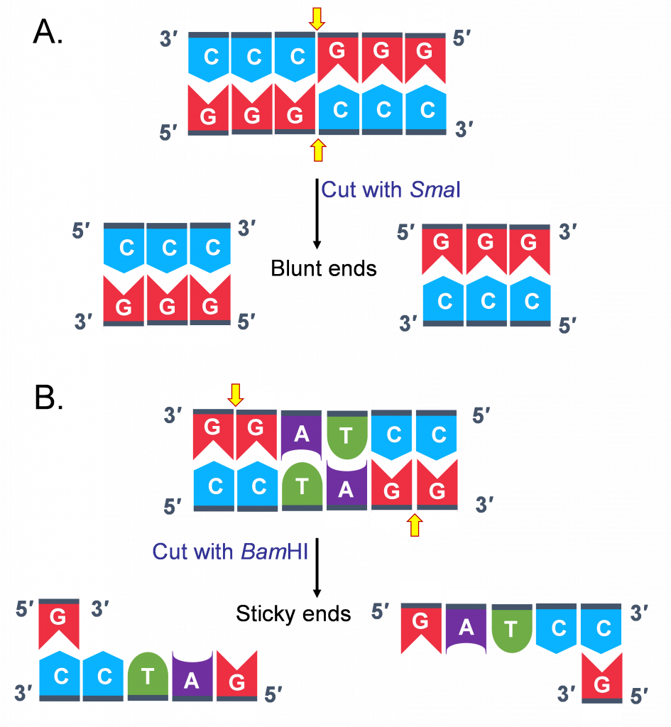 Example of how restriction enzymes cut DNA.