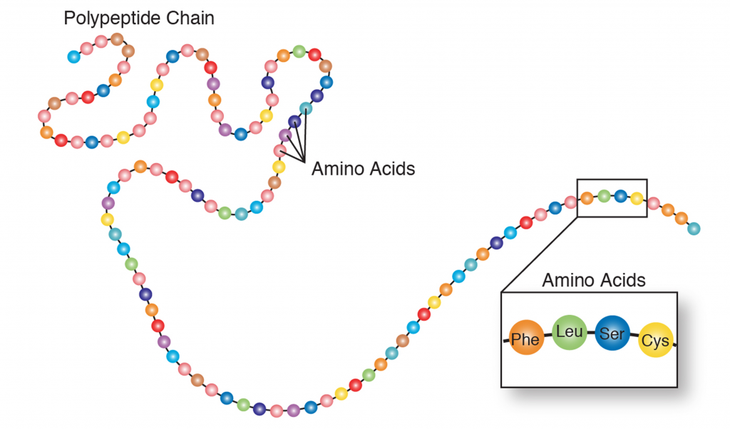 A colorful beaded chain, labeled as polypeptide chain with each "bead" labeled as an amino acid.