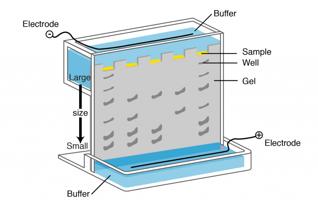 Two buffers on either end of a gel wall each have electrodes placed on them. Within the gel, wells are placed for samples.