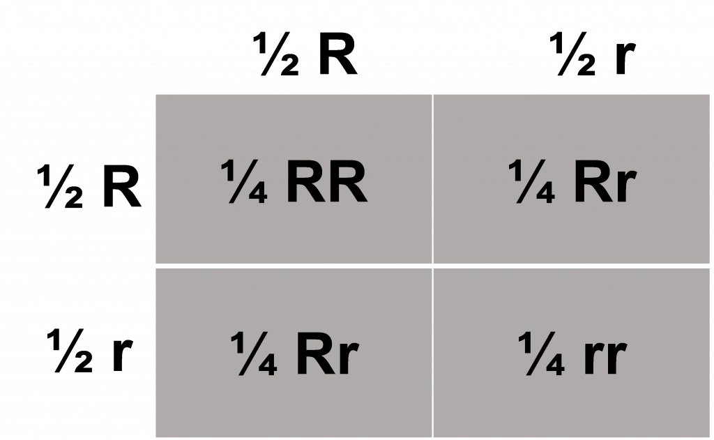 Gene inheritance from two plants, each with one uppercase and one lowercase r. The results are one double uppercase, one double lowercase, and two half upper- half lowercase Rs. This implies that there is a 50% chance of similar offspring, and a 25% chance of all-dominant or all-recessive offspring.