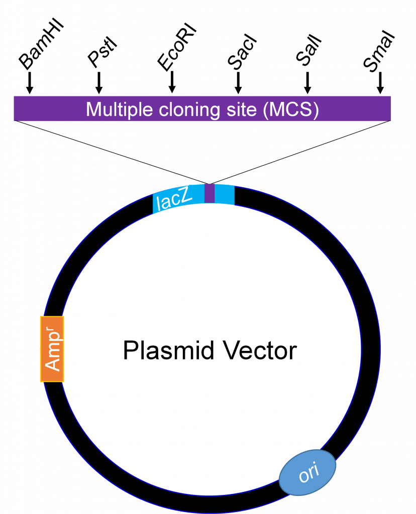 A circle (plasmid vector) with multiple cloning site (MCS) labeled at the top of the circle.