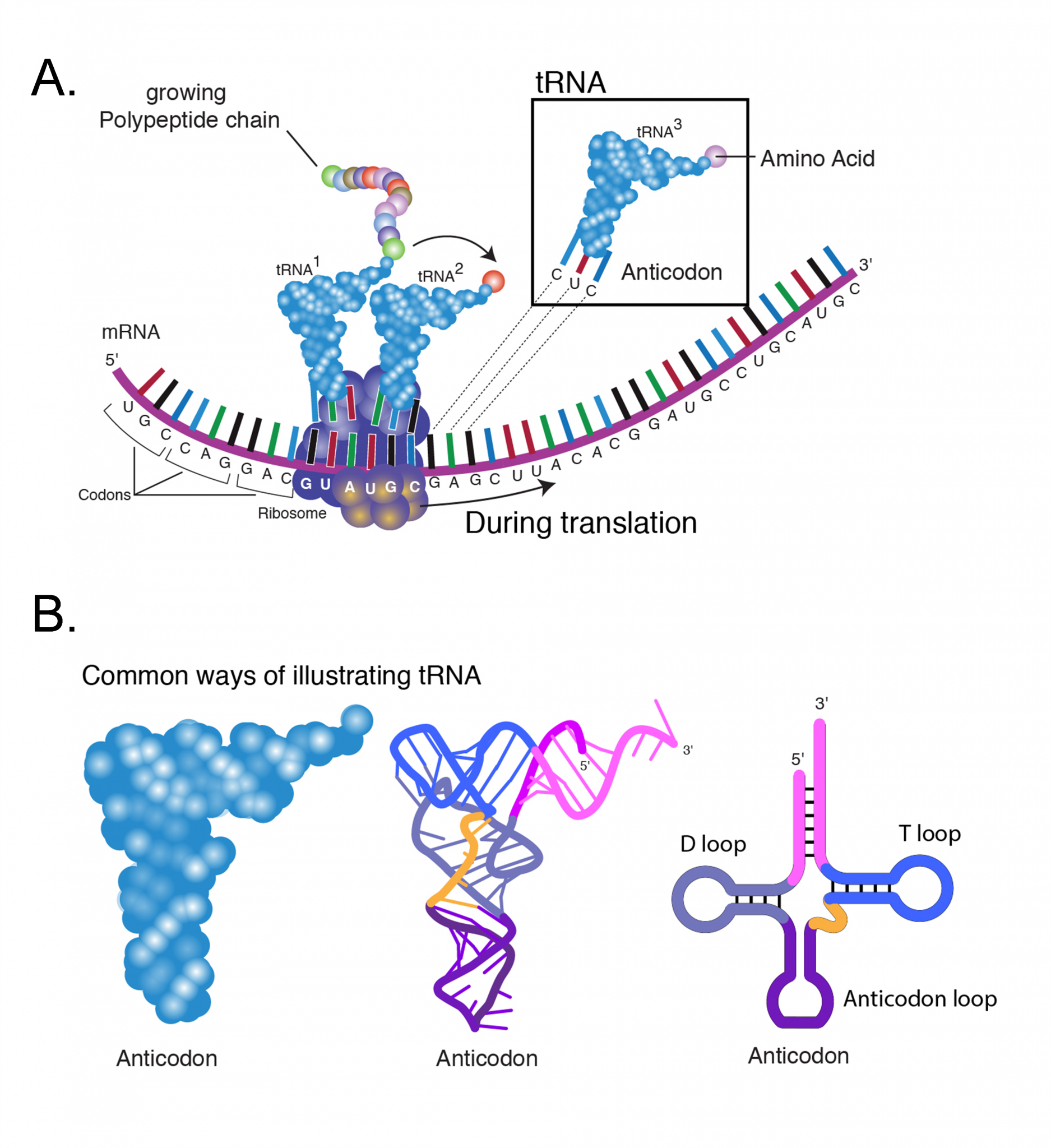 Gene Expression Translation POGIL: The Key To Understanding