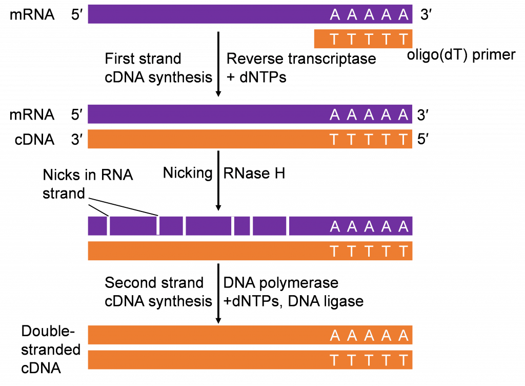 Steps in the conversion of mRNA to double-stranded cDNA by reverse transcription in a test tube.