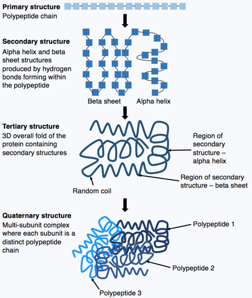 The primary structure is a simple polypeptide chain. The secondary structure comprises alpha helix and beta sheets which arise after hydrogen bonds within the polypeptide. These secondary structures are encapsulated in the tertiary structure, a protein. Finally, the quaternary structure contains multiple polypeptide chains in a jumble.