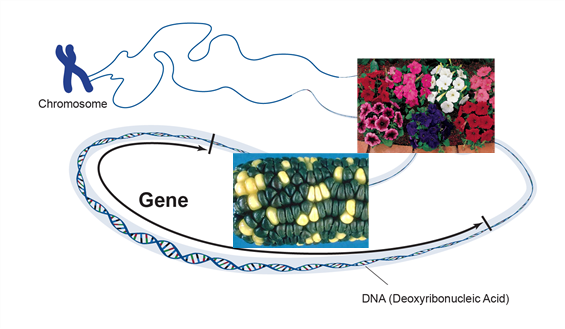 A visual of a chromosome and DNA making colorful plans and crop variations.