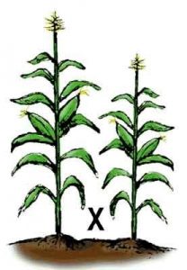 Breeding a newer-type plant with an older branch, in this case, a taller and shorter corn plant.