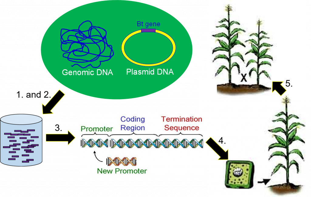 genetic-engineering-process-flow-chart