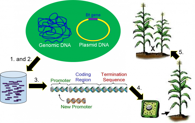 Genetic Engineering – Genetics, Agriculture, And Biotechnology