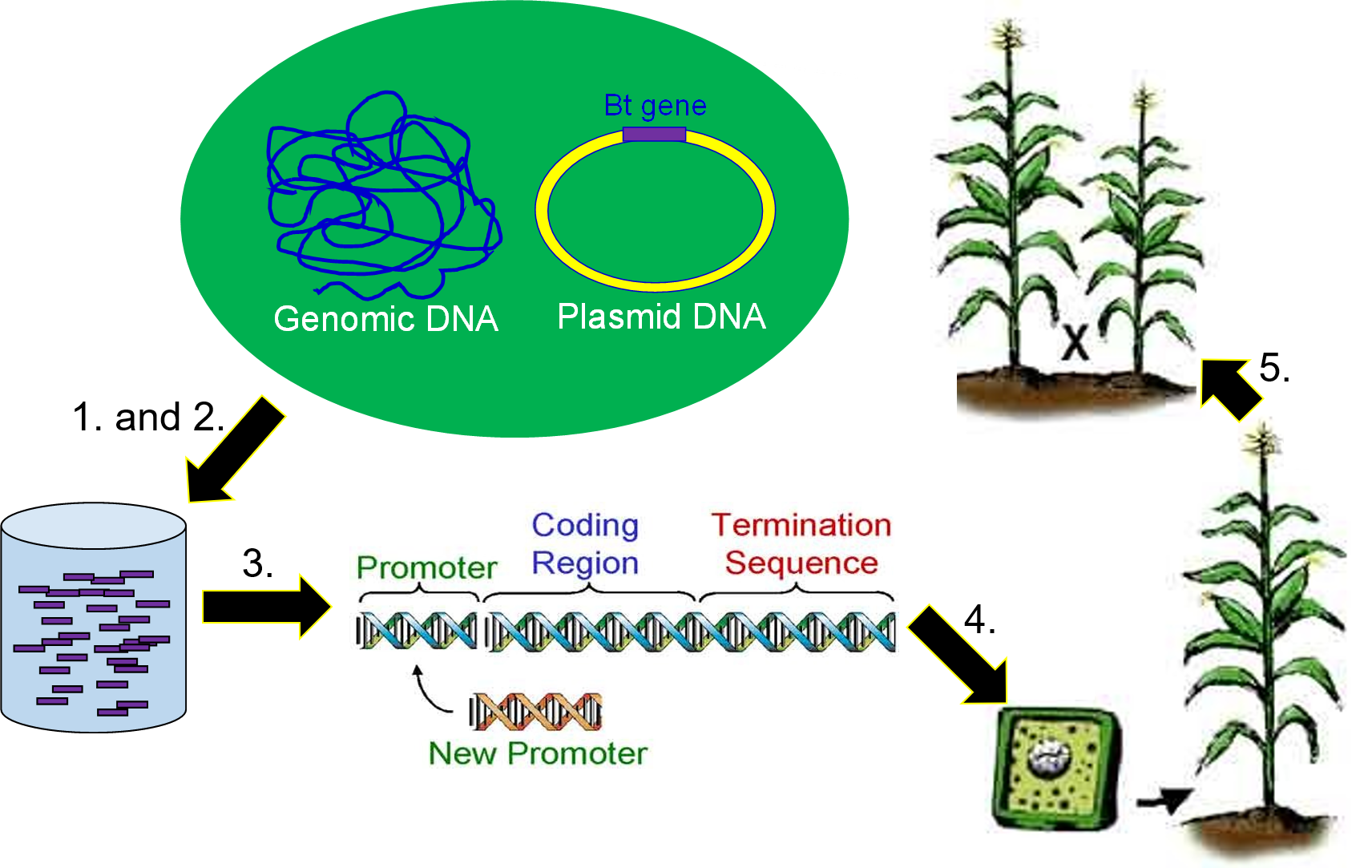 thesis for genetic engineering