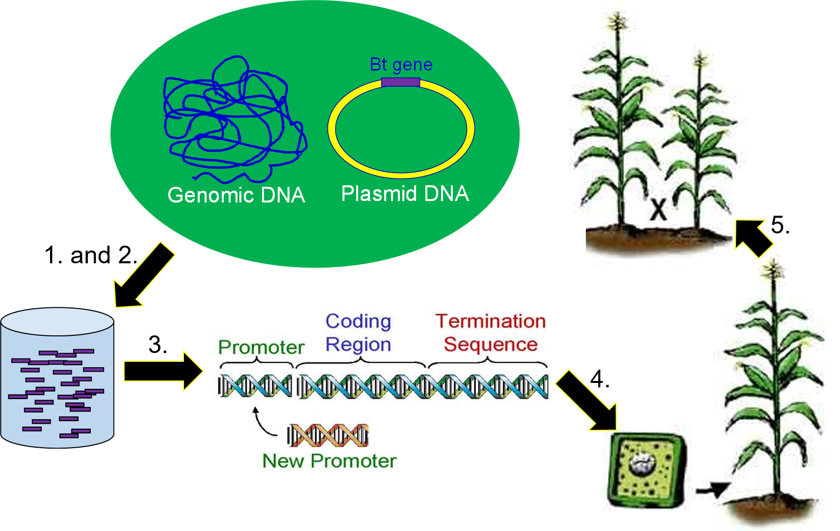 Genetic Engineering – Genetics, Agriculture, and Biotechnology