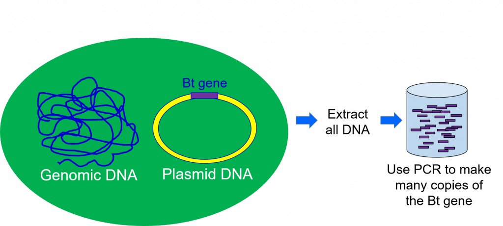A plasmid contains the Bt gene. By extracting the DNA and using PCR, you can create copies of the gene.