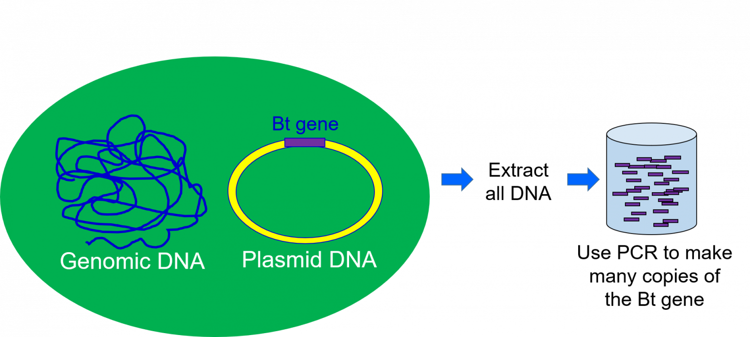 Genetic Engineering – Genetics, Agriculture, And Biotechnology