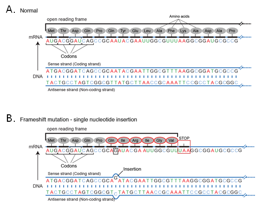 dna mutation