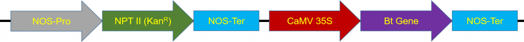 A series of labeled arrows. NOS-pro, NPT 2, NOS-Ter, CAMV 35S, Bt gene, and NOS-ter again.