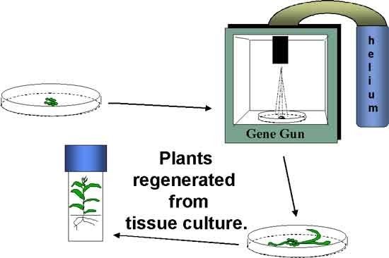 Helium is pumped into a gene gun to take a sample of plant cells and regenerate the plant from a culture.