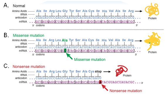 Two examples of mutations to mRNA. Missense mutation changes a middle letter in a codon to change one of the amino acids listed, but not the protein. A nonsense mutation changes the last letter in the codon, creating a stop codon and a different protein.