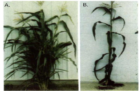 Plant A is dense with many small stalks of teosinte. Plant B is a single, strong maize plant with a thicker stalk but less dense foliage.