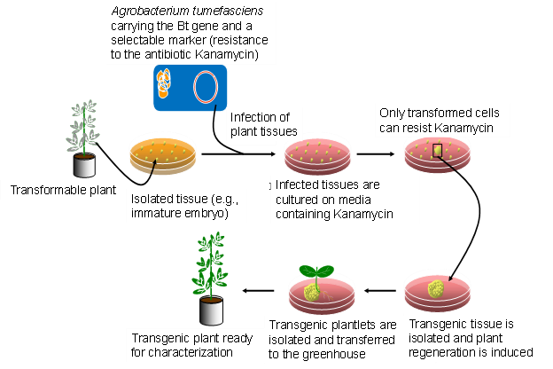 types of transgenic organisms