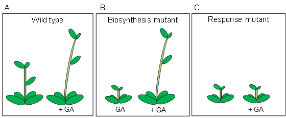 Three examples of GA's impact on plant growth.