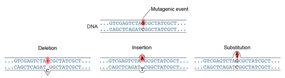 3 mutagenic events in DNA at the G nucleotide. Deleting the G displaces its accompanying C, Inserting an A adds and accompanying T, and Substituting an A causes conflict with the existing C.