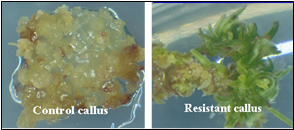 The control callus is mush, while the resistant callus retains some structure.