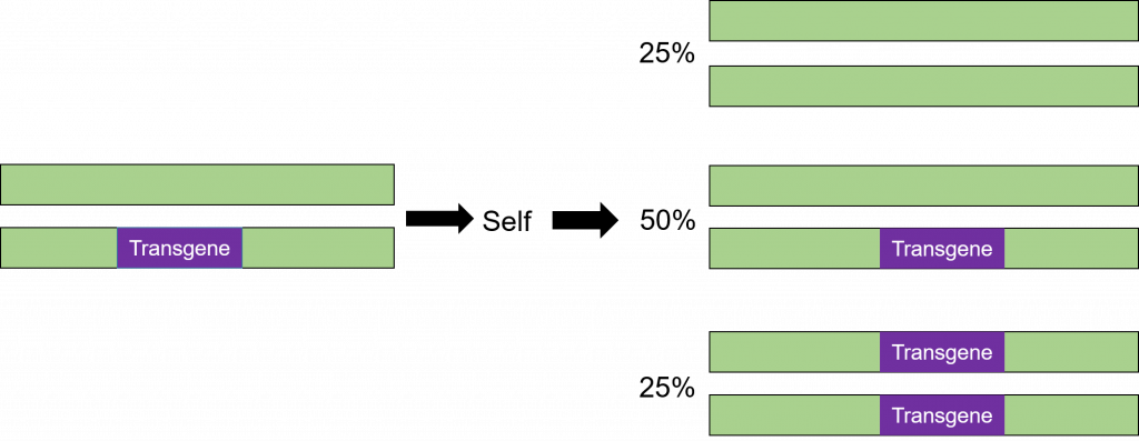 A hemizygous diploid plant has one transgene. It has 25% chance for offspring to have no transgene, 50% chance for offspring to have 1 transgene, and 25% chance for offspring to have 2 transgenes.