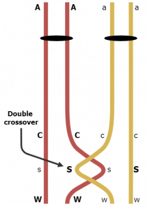 Three Point Test Cross: Multiple Point Gene Mapping