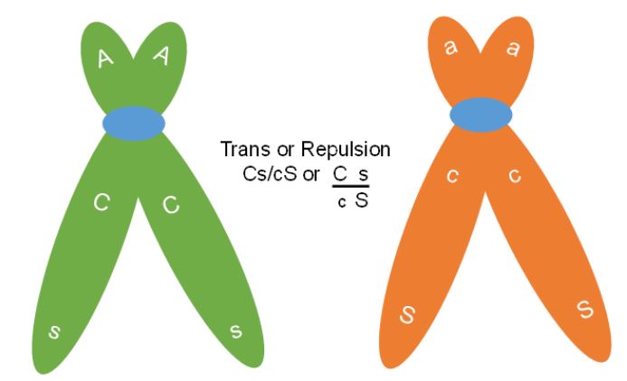 cis chromosomes have repulsing, joint capital and lowercase chromatids.