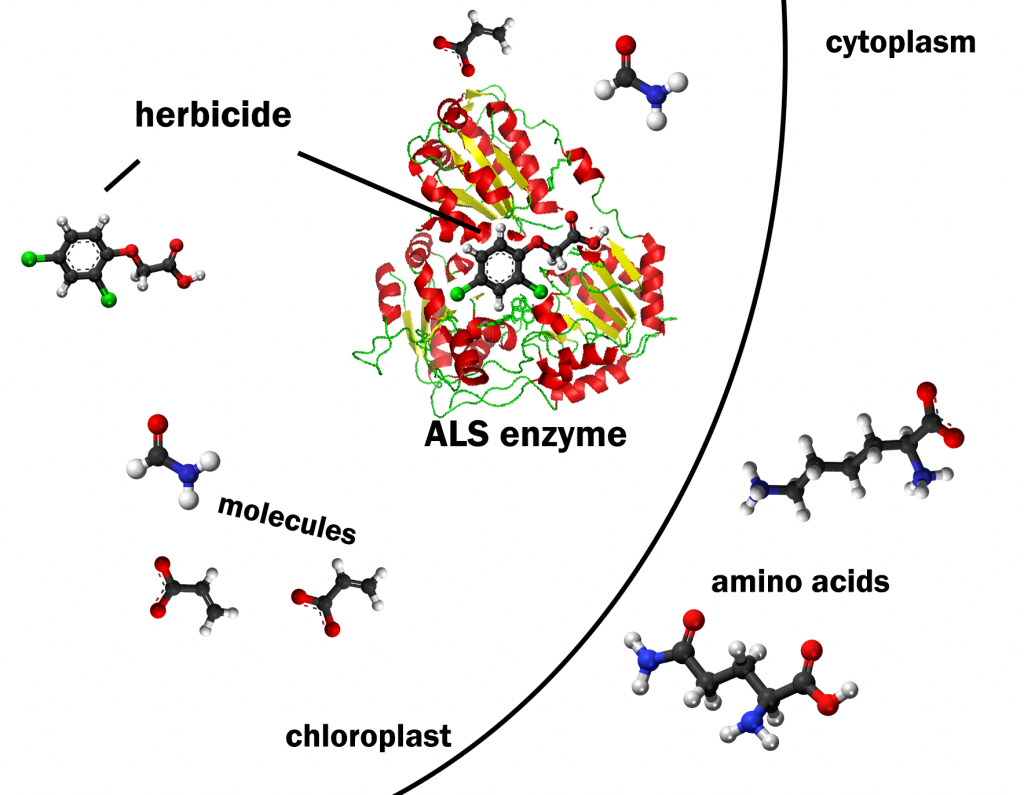 Within a chloroplast, an herbicide inside of an ALS enzyme, with molecules outside of it. Amino acids are present in the cytoplasm, outside of the chloroplast.