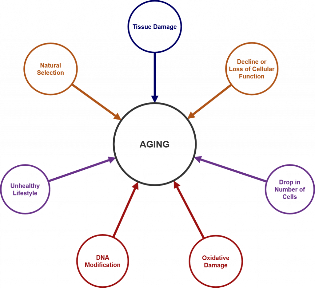 A simple diagram showing factors that affect aging such as tissue damage, unhealthy lifestyles, decline or loss of cellular function, and oxidative damage.