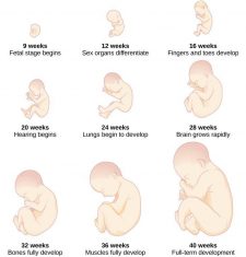 Prenatal Development – Individual and Family Development, Health, and ...