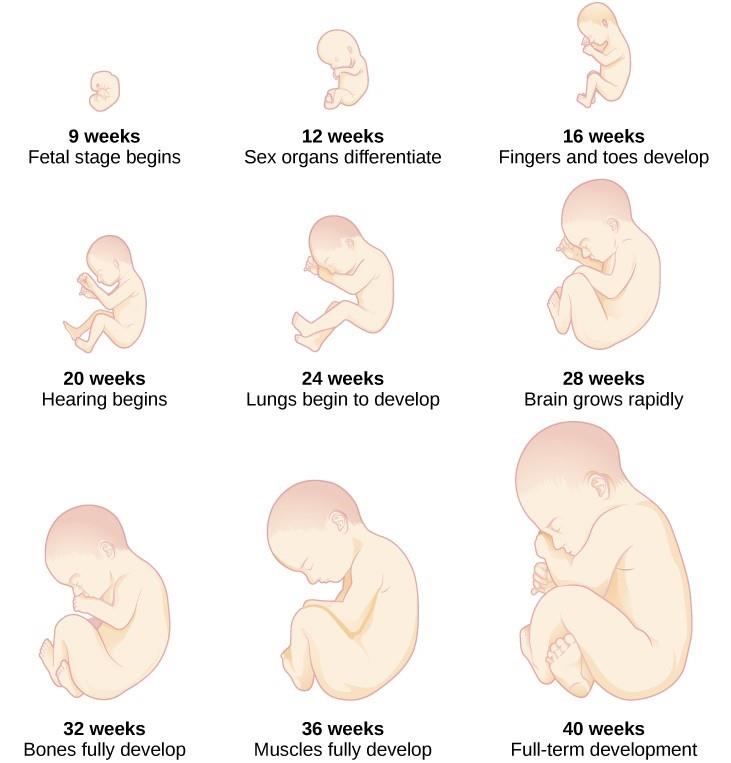 Images of fetal development from 9 weeks through 40 weeks.