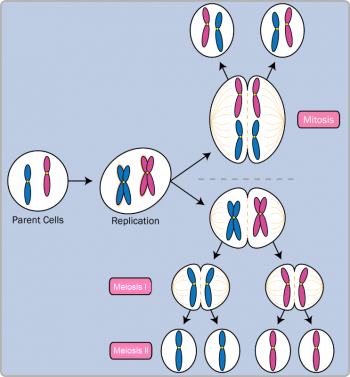 Heredity – Individual and Family Development, Health, and Well-being